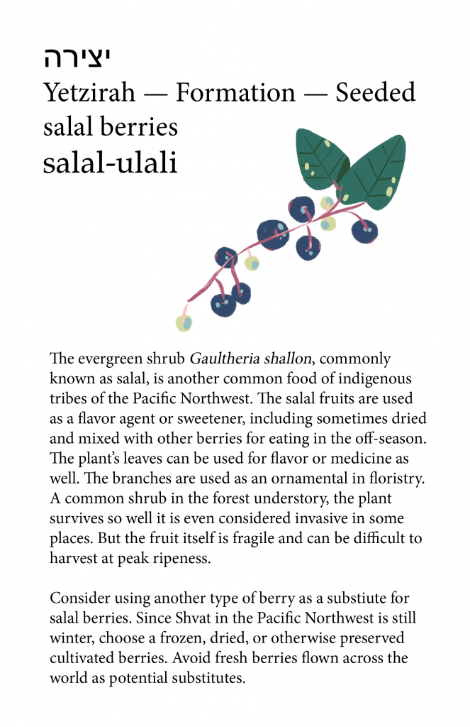 A page showing salal berries as an option for a Tu Bishvat seder, accompanied by a drawing of a sprig of a salal bush with a large green leaf and small blue berries
